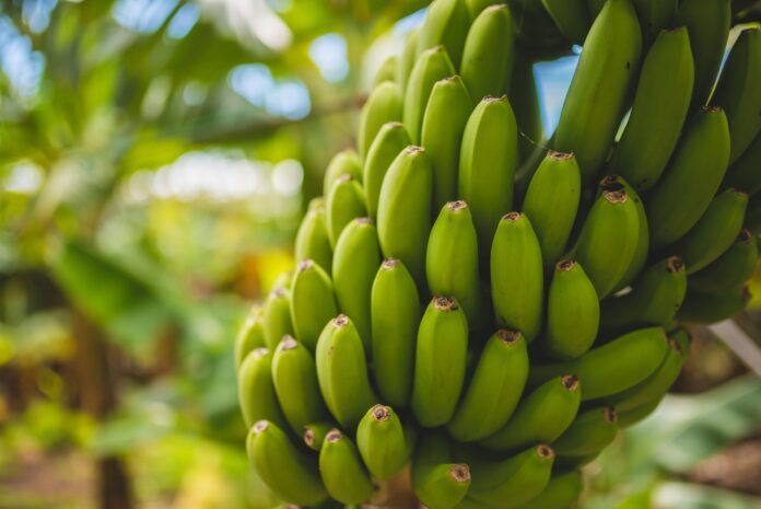 Les bienfaits surprenants de la Banane pour votre santé